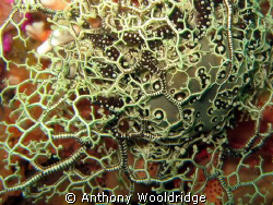 Basket Star on some noble coral, taken at Avalanche Reef ... by Anthony Wooldridge 